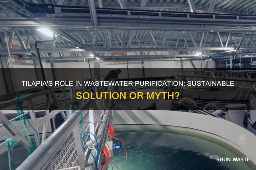 are tilapia used to purify waste water