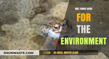 Toads: Unsung Eco-Heroes and Their Environmental Benefits Explained