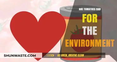Are Tomatoes Eco-Friendly? Uncovering Their Environmental Impact and Sustainability