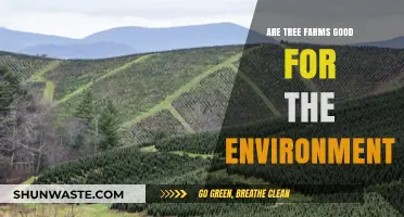 Tree Farms: Environmental Boon or Greenwashed Myth?