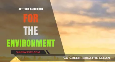 Tulip Farms and Their Environmental Impact: A Sustainable Concern?