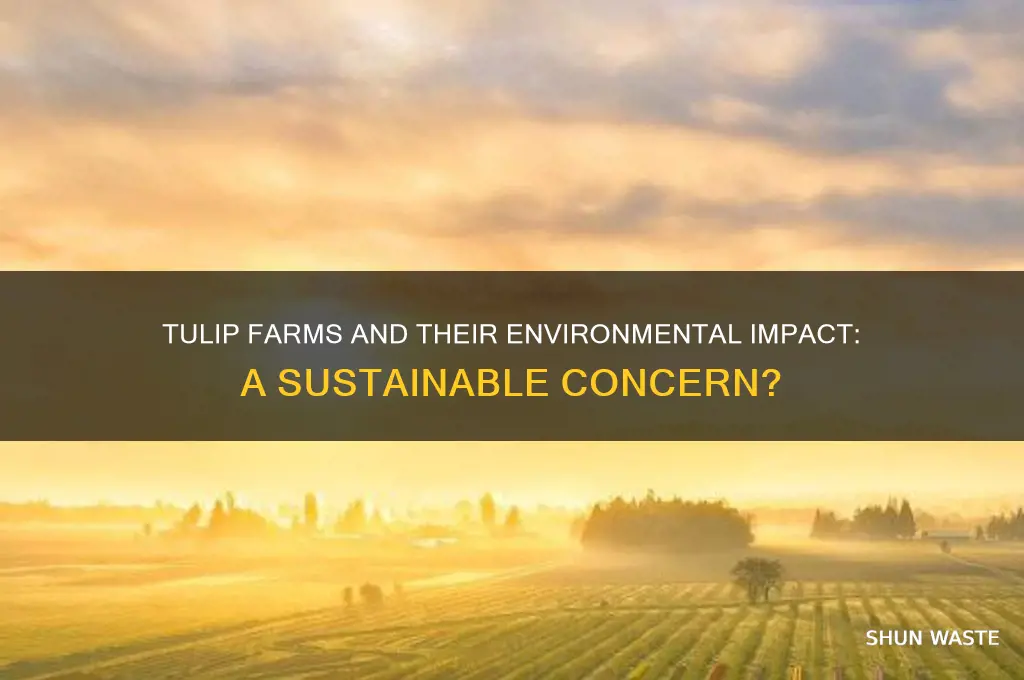 are tulip farms bad for the environment