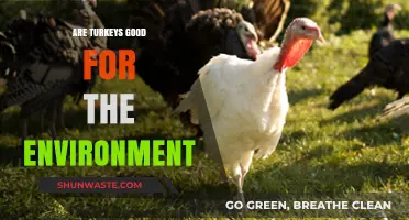 Are Turkeys Eco-Friendly? Exploring Their Environmental Impact and Benefits