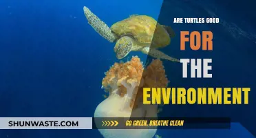Turtles' Environmental Impact: Uncovering Their Role in Ecosystem Health