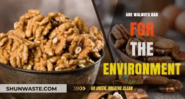 Walnuts' Environmental Impact: Sustainable or Harmful for Our Planet?