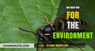 Are Wasps Eco-Villains or Unsung Heroes for Our Environment?
