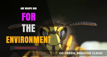 Are Wasps Eco-Villains or Unsung Heroes? Debunking Environmental Myths