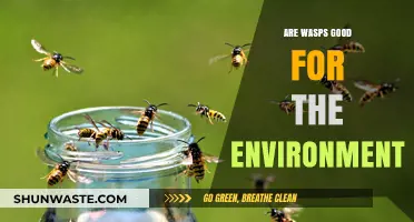 Are Wasps Eco-Heroes? Unveiling Their Environmental Impact and Benefits