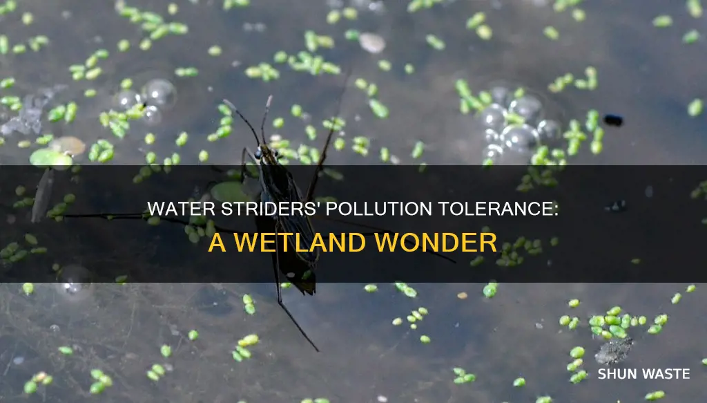 are water striders tolerant to pollution