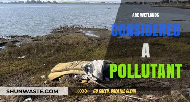 Wetlands: Pollutant or Natural Purifier?