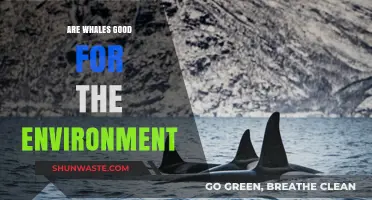 Whales' Vital Role in Sustaining a Healthy Marine Ecosystem