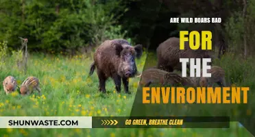 Wild Boars' Environmental Impact: Harmful or Misunderstood?