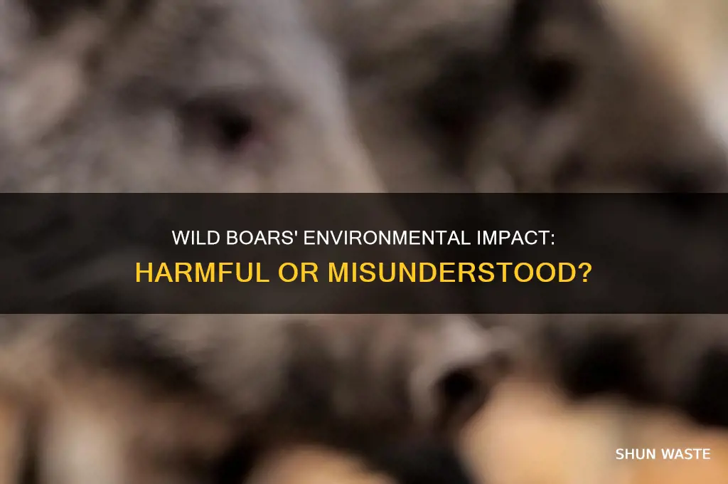 are wild boars bad for the environment