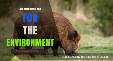 Wild Hogs' Environmental Impact: Harmful or Misunderstood?