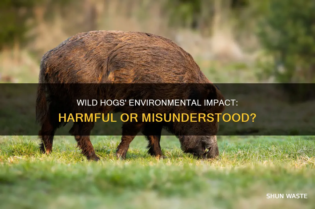 are wild hogs bad for the environment
