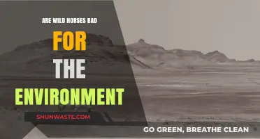 Wild Horses' Environmental Impact: Harmful or Misunderstood?