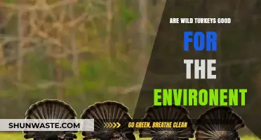 Wild Turkeys' Environmental Impact: Benefits and Ecosystem Contributions Explained