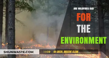 Wildfires' Environmental Impact: Destructive or Natural Ecosystem Process?