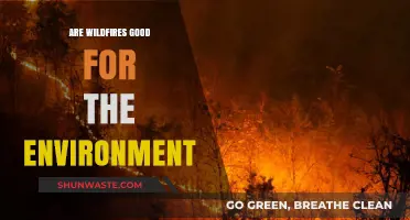 Wildfires: Environmental Destroyer or Ecosystem Revitalizer? Unraveling the Truth