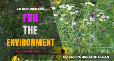 Wildflowers: Environmental Benefits and Their Role in Ecosystem Health