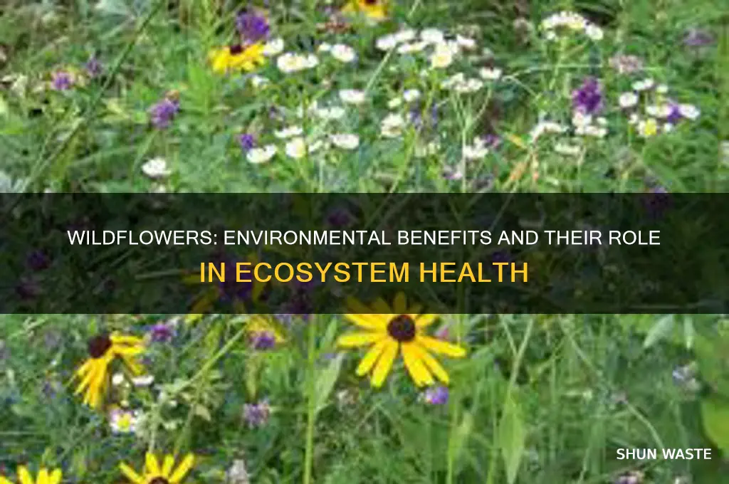 are wildflowers good for the environment