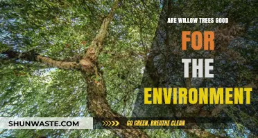 Willow Trees: Environmental Benefits and Their Role in Ecosystems