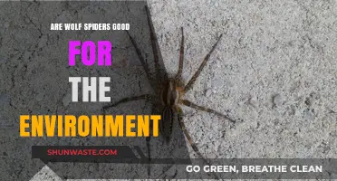 Wolf Spiders: Environmental Allies or Misunderstood Garden Guardians?