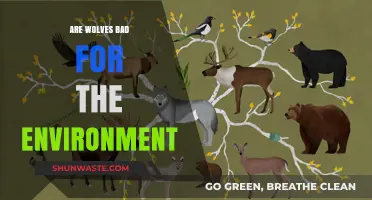 Wolves' Environmental Impact: Debunking Myths and Understanding Their Role