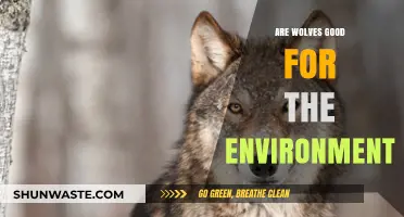 Wolves' Ecological Impact: Restoring Balance and Revitalizing Ecosystems