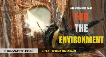 Wood Bees: Environmental Allies or Just Buzzing Around?