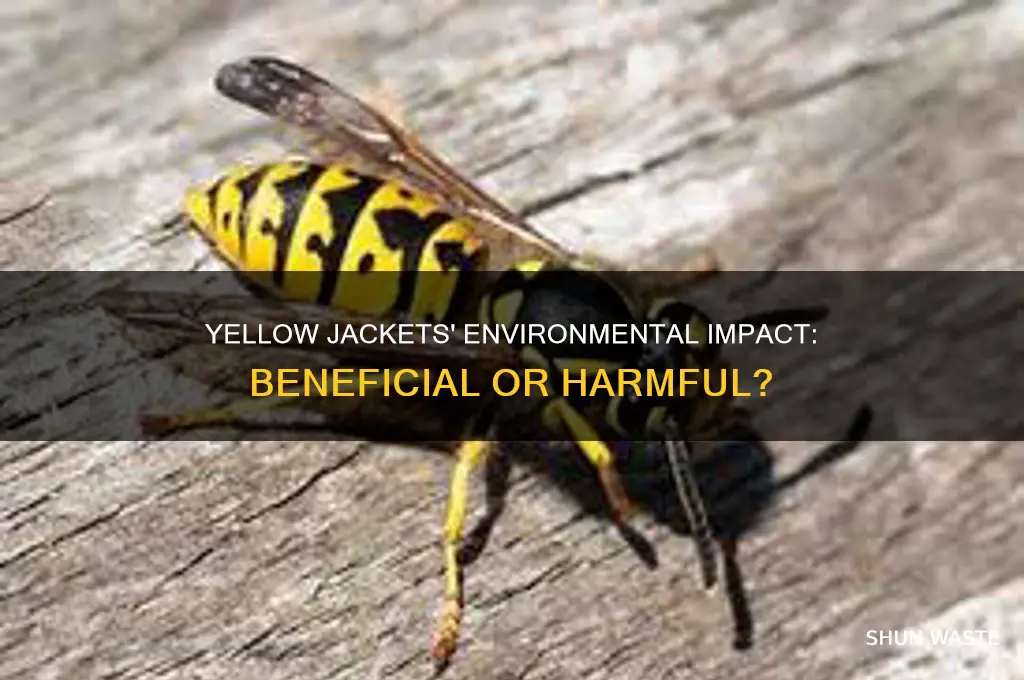 are yellow jacket bees good for the environment