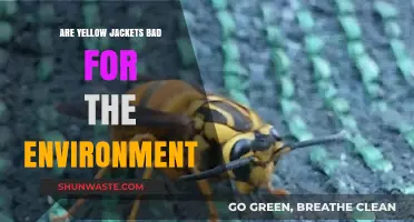 Yellow Jackets: Environmental Allies or Harmful Pests? Exploring Their Impact