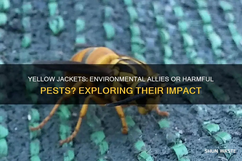 are yellow jackets bad for the environment
