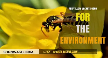 Yellow Jackets: Environmental Allies or Pesky Pollinators?