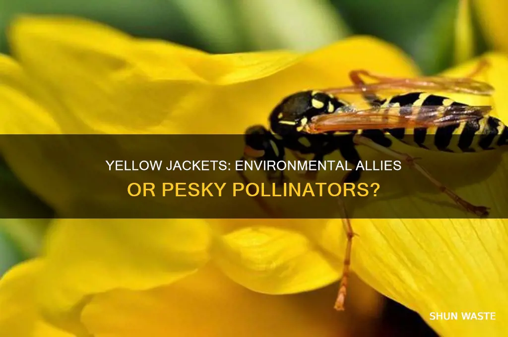 are yellow jackets good for the environment