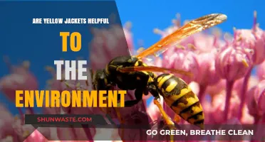 Yellow Jackets: Environmental Pests or Unsung Pollinator Heroes?