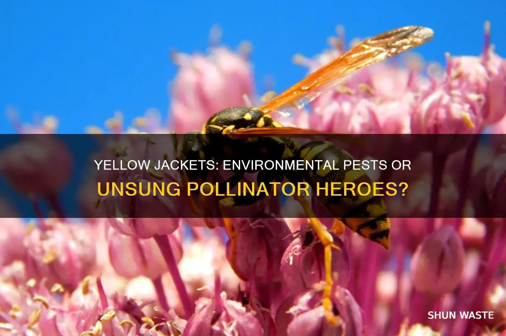 are yellow jackets helpful to the environment