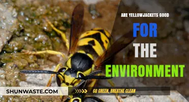 Yellowjackets' Ecological Role: Beneficial or Harmful to Our Environment?