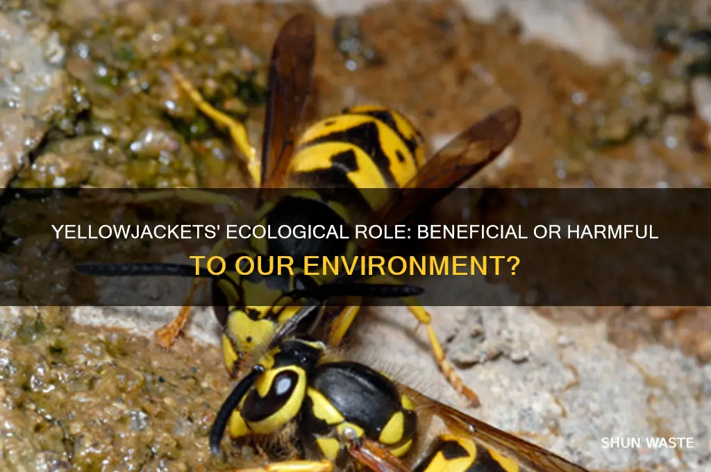 are yellowjackets good for the environment