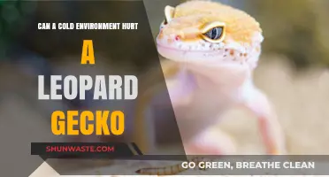 Cold Dangers: How Low Temperatures Affect Leopard Geckos' Health