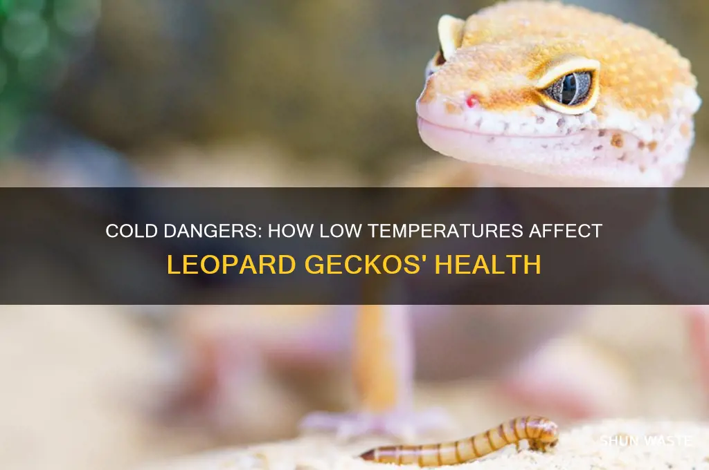 can a cold environment hurt a leopard gecko