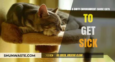 Dirty Surroundings: How Unclean Environments Impact Cat Health