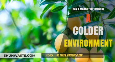 Growing Mango Trees in Cold Climates: Challenges and Solutions