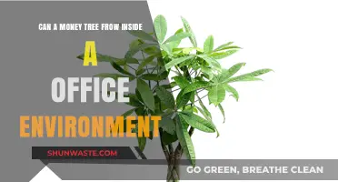 Can Money Trees Thrive Indoors? Office Environment Growth Tips