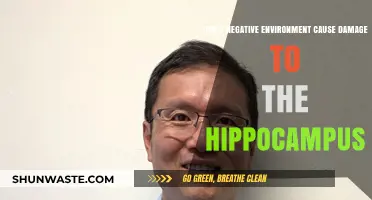 Toxic Surroundings: How Negative Environments Harm the Hippocampus
