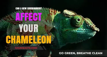 How a New Environment Impacts Your Chameleon's Health and Behavior