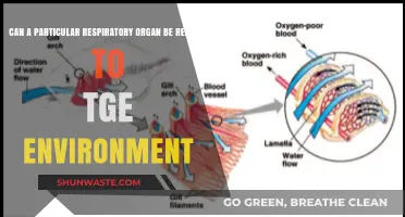 Respiratory Organs and Environmental Connections: Exploring the Ecological Link