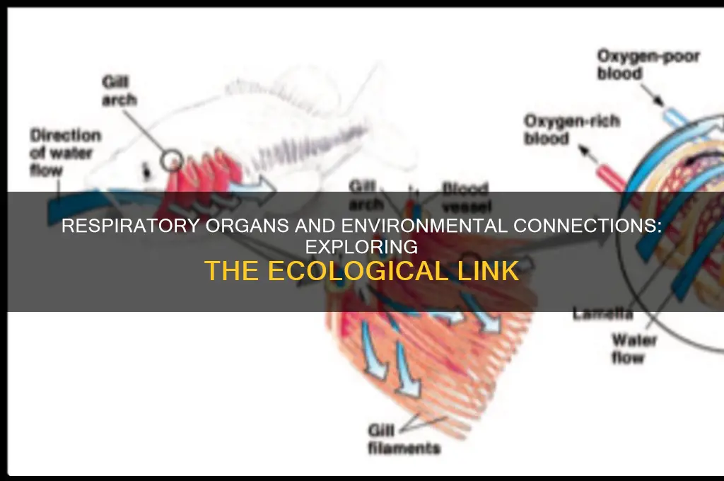 can a particular respiratory organ be related to tge environment
