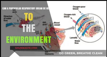 Respiratory Organs and Environmental Connections: Unveiling the Ecological Link