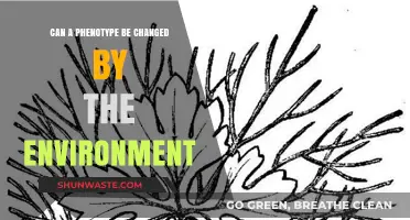 Environmental Influence: Can Phenotypes Adapt and Change Over Time?